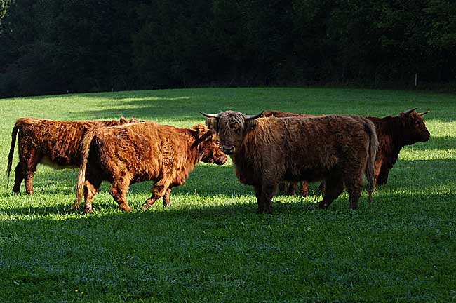Unsere schottischen Highland-Rinder